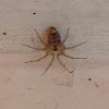 Wall spider