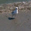 Herring Gull