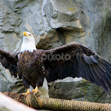 Wounded Warrior by Leah Zisserson -  