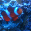 Ocellaris  Clownfish