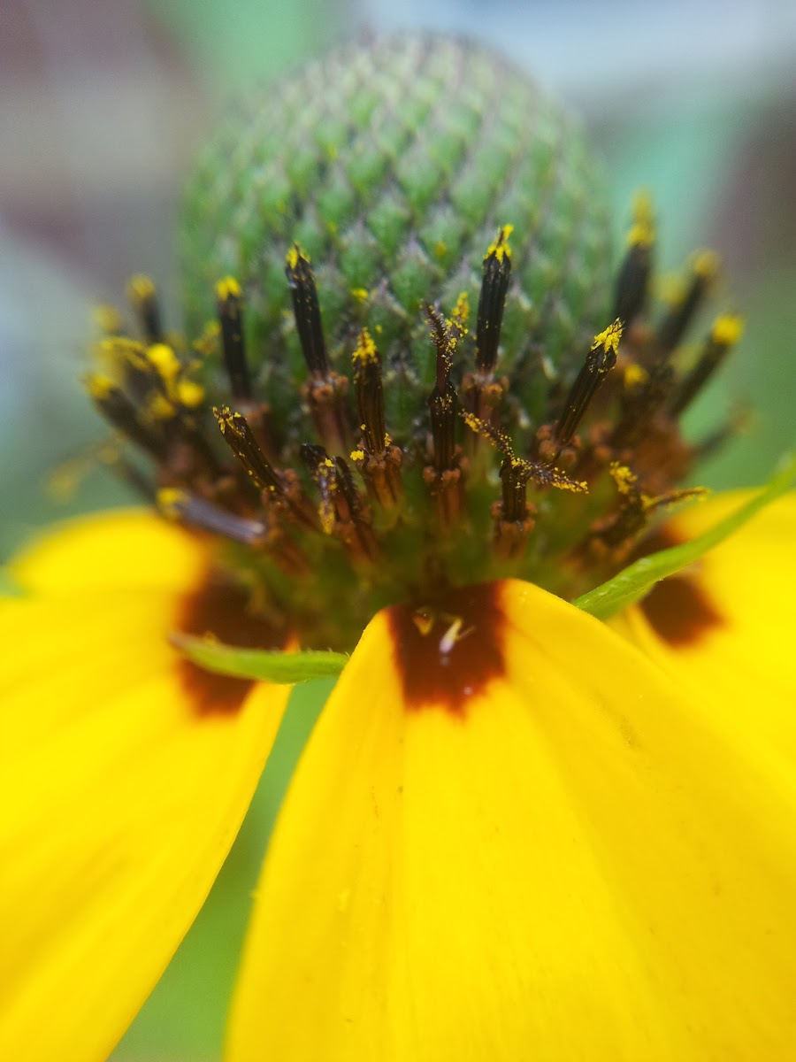 Clasping coneflower