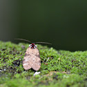 Wayqecha Tiger moth