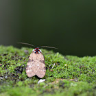 Wayqecha Tiger moth