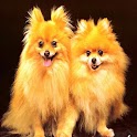 3D cute dog A17 logo