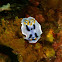 Chromodoris dianae