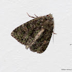 Spotted Phosphila Moth