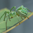 Orb spider