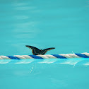 Spicebush Swallowtail Butterfly at Pool