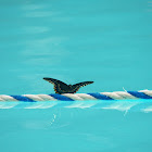 Spicebush Swallowtail Butterfly at Pool