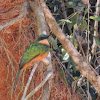 Green Tailed Jacamar