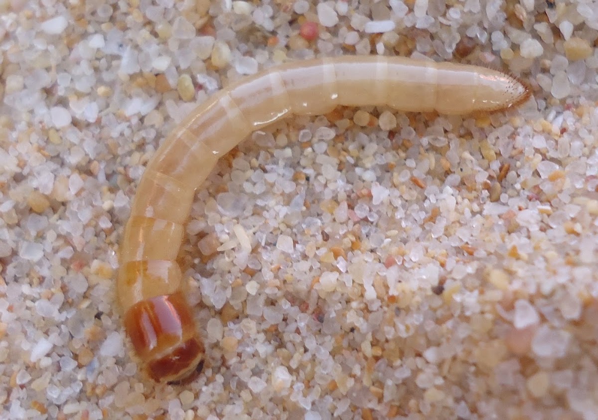 Click beetle larva
