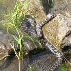 Northern water snake