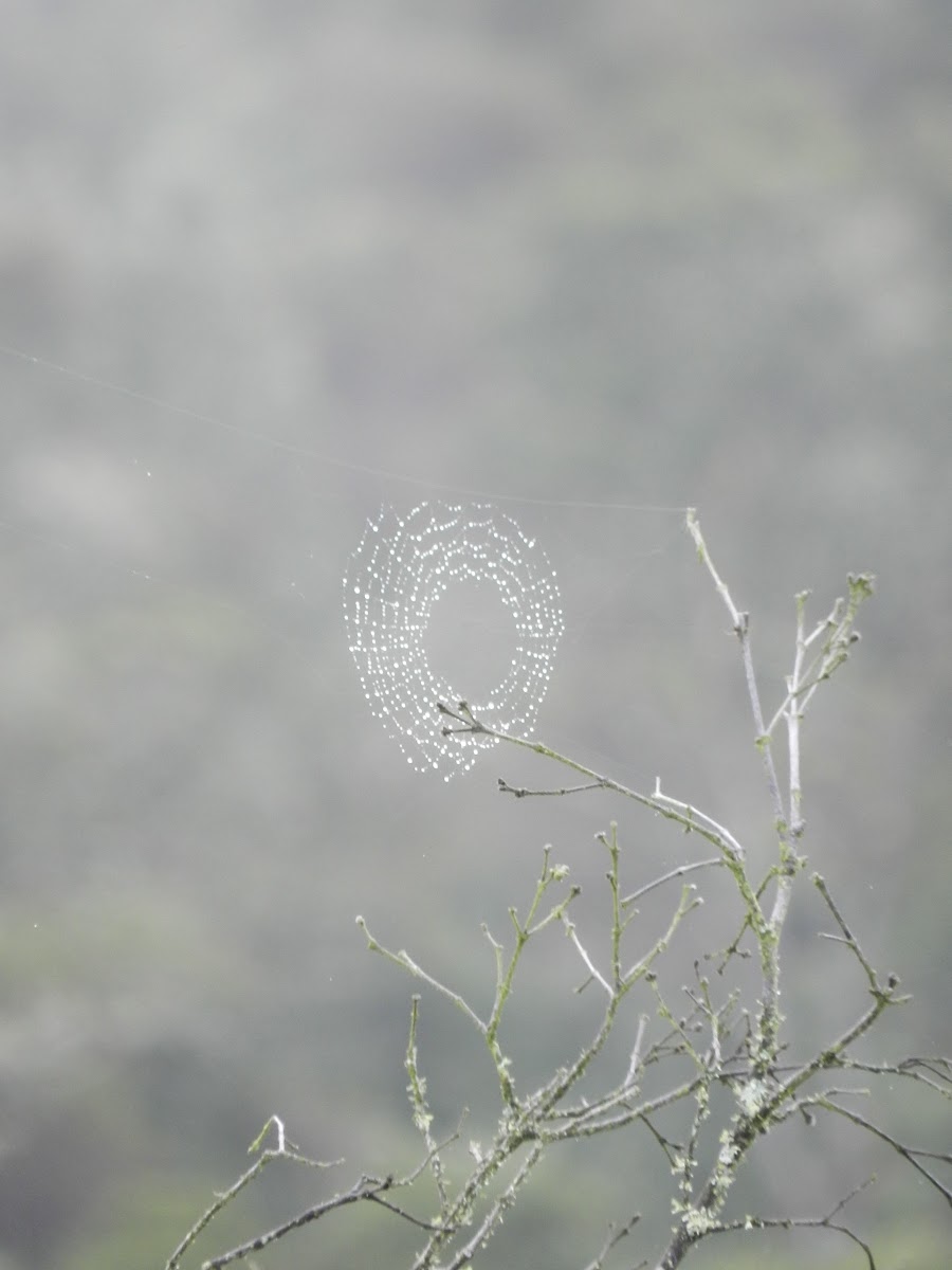 A distant spiderweb. Una telaraña en la altura