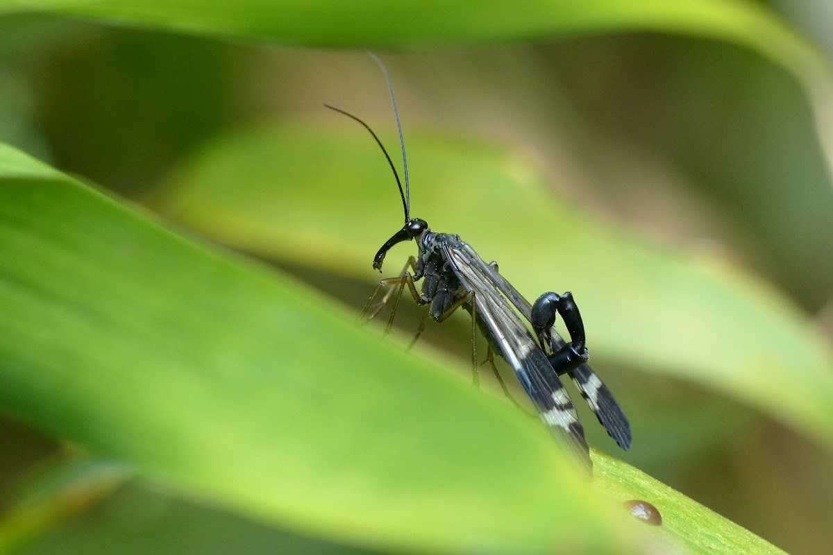scorpionfly