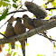 Mourning Dove family