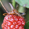 Trachyderine Loghorn beetle