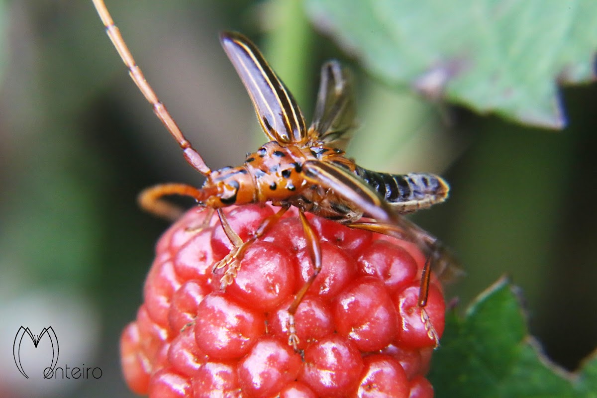 Trachyderine Loghorn beetle