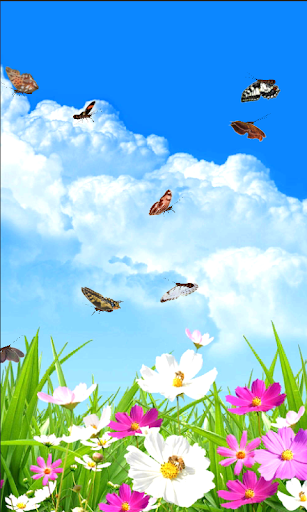 Real Butterfly Live Wallpaper