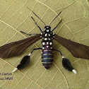 Plumipes Moth