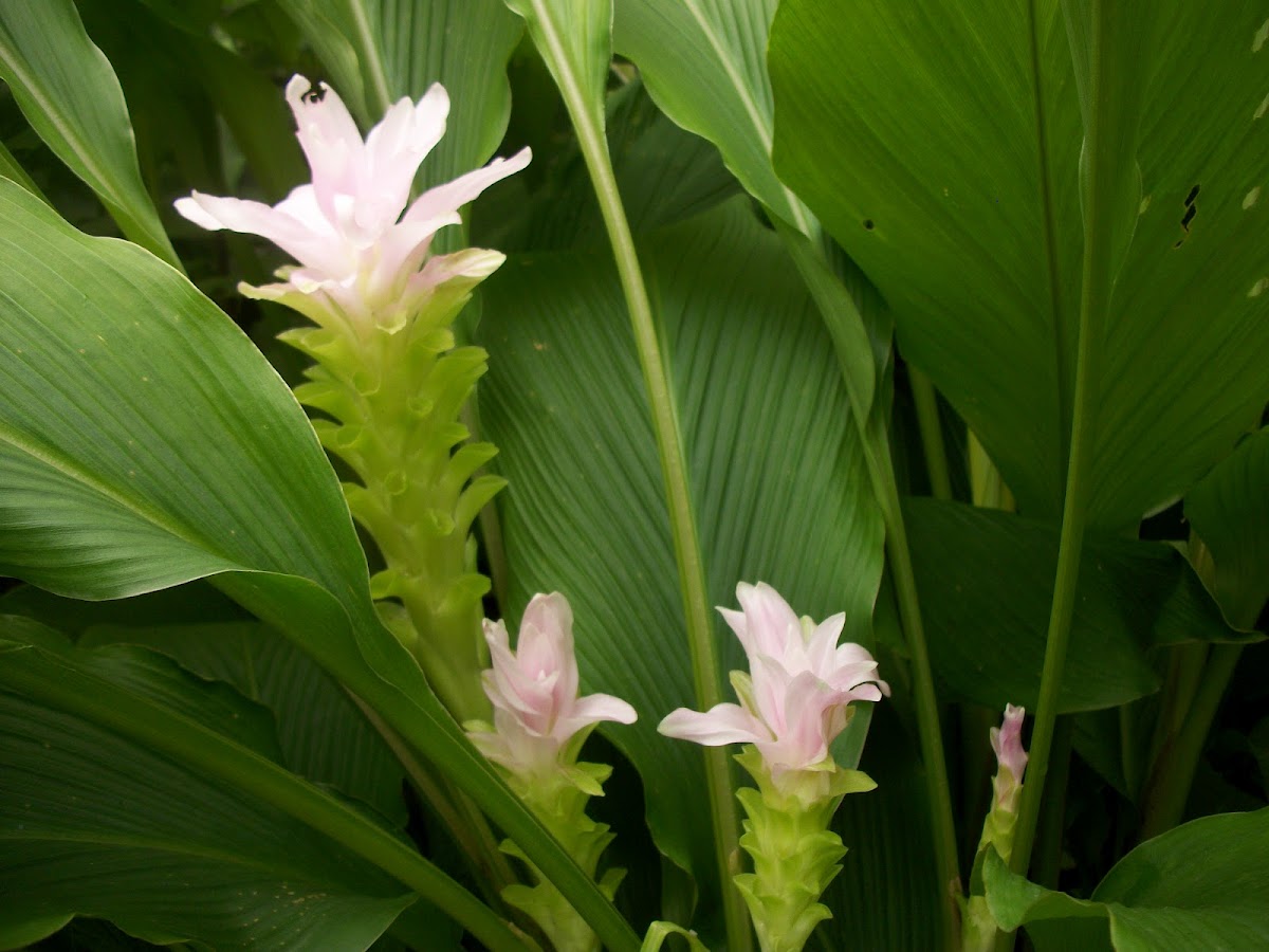 Turmeric Flower