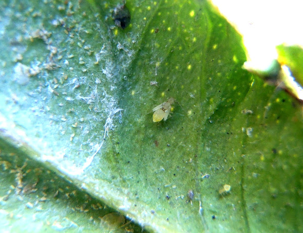 Mosca blanca de los cítricos o invernaderos. Citrus whitefly | Project Noah