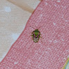 Juniper shield bug