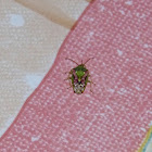 Juniper shield bug