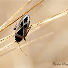 Mediterranean Seed Bug