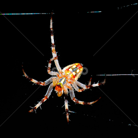 by Julia Arredondo - Animals Insects & Spiders