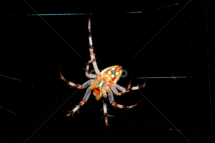 by Julia Arredondo - Animals Insects & Spiders