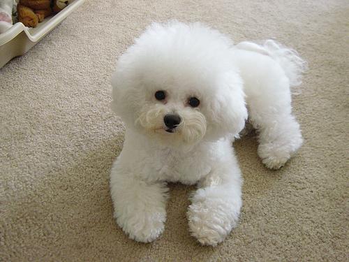 Bichon Frise Dog