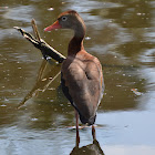 Black bellied whistling duck
