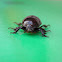 Diloboderus abderus beetle