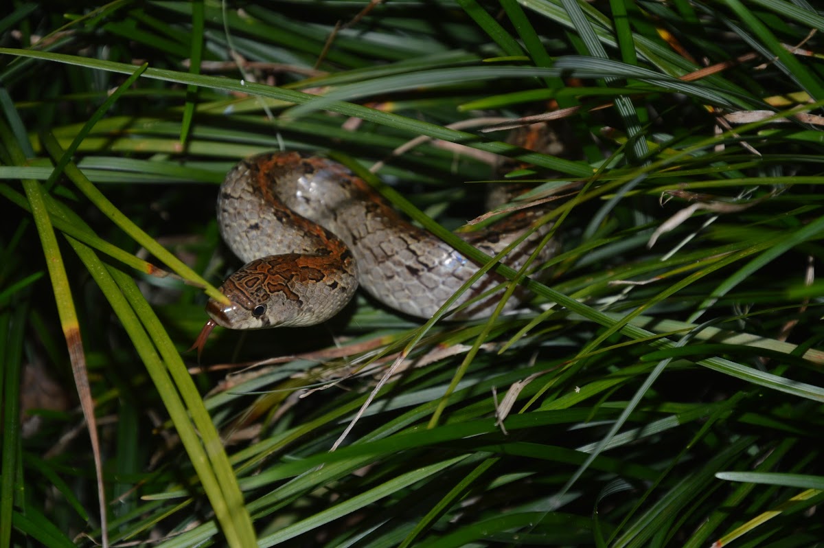 赤背松柏根 / Taiwan kukri snake