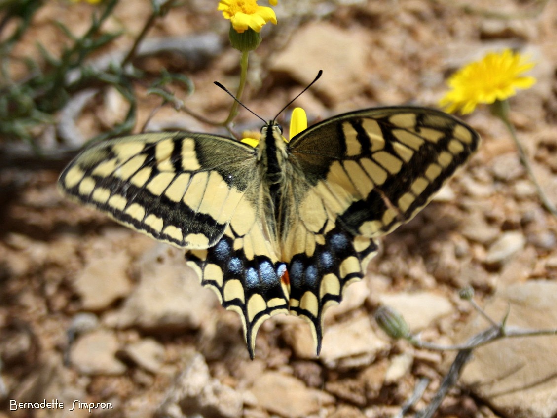 Saharan Swallowtail