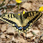 Saharan Swallowtail