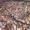 Black Rat Snake