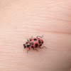 Spotted Lady beetle