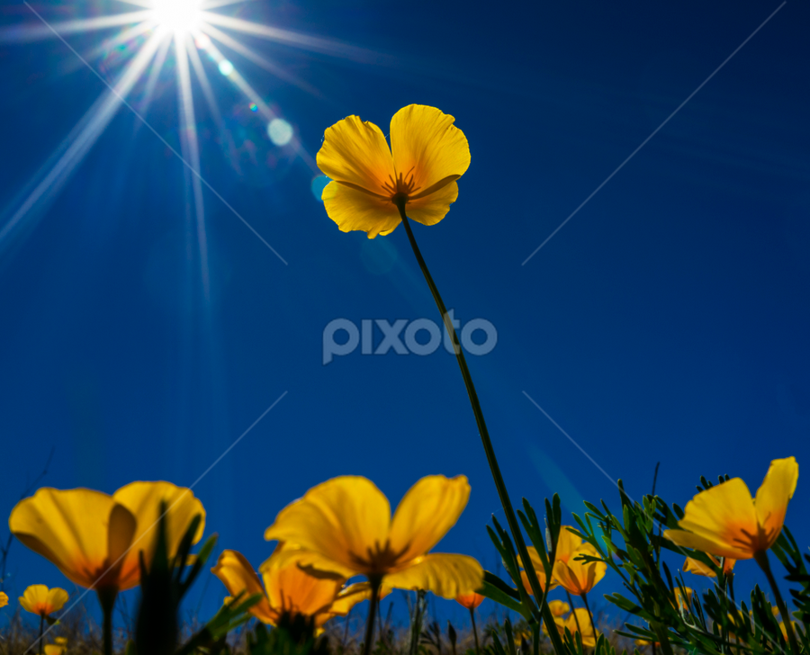 The Basketball Player by Scott Taft - Flowers Flowers in the Wild