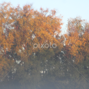 A Foggy Fall morning by Linda Poessnecker - Nature Up Close Trees & Bushes