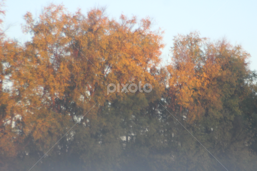 A Foggy Fall morning by Linda Poessnecker - Nature Up Close Trees & Bushes
