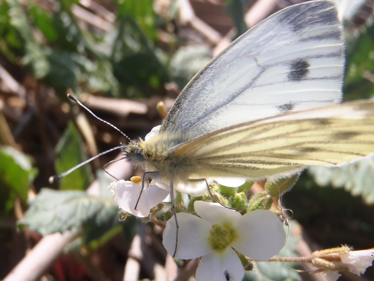 Mariposa blanca verdinervada