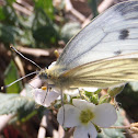 Mariposa blanca verdinervada