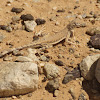 Western Zebra-tailed Lizard