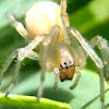Araña blanca, white spider