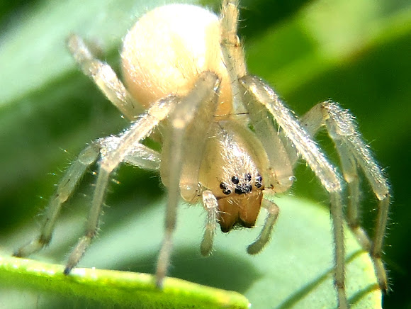 Araña blanca, white spider | Project Noah