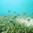 Save the Lagundi Reef