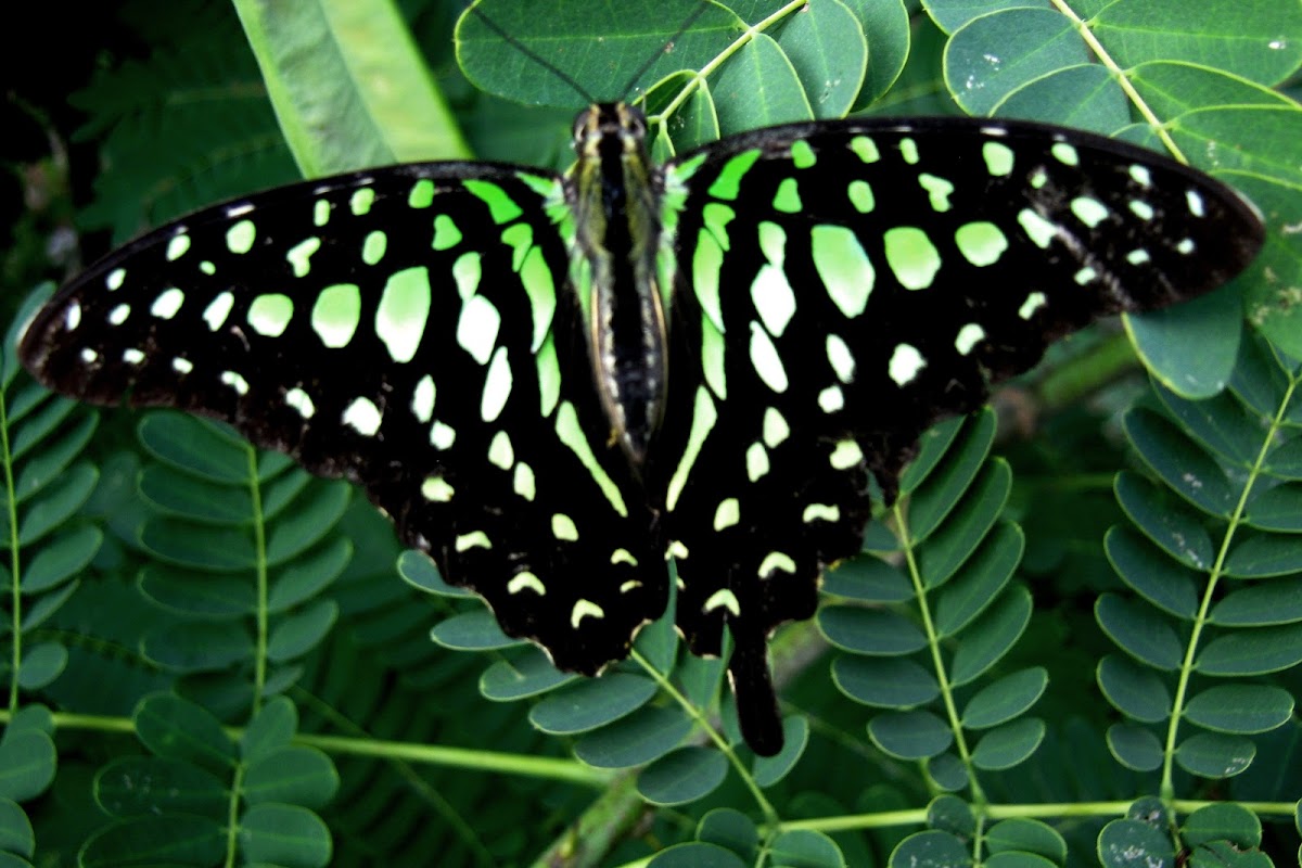 The Tailed Jay