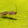 Braconid Wasp (Female)