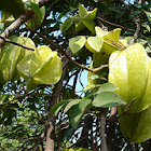 Star fruit tree